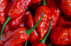 Carolina Reaper Hot Sauce