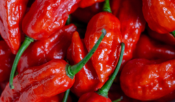 Carolina Reaper Hot Sauce